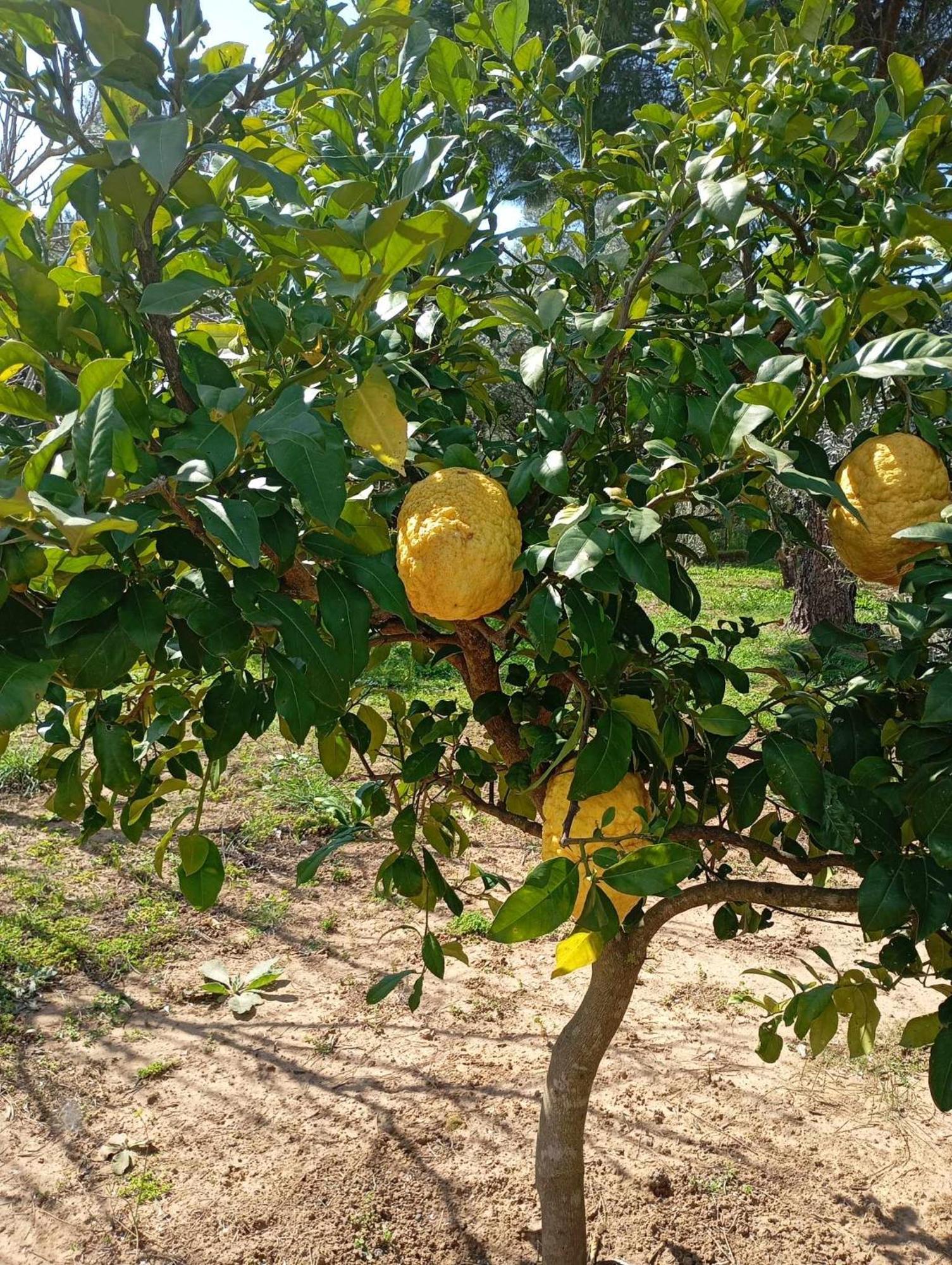 Penzion Ktima Anastasia Nafplio Exteriér fotografie