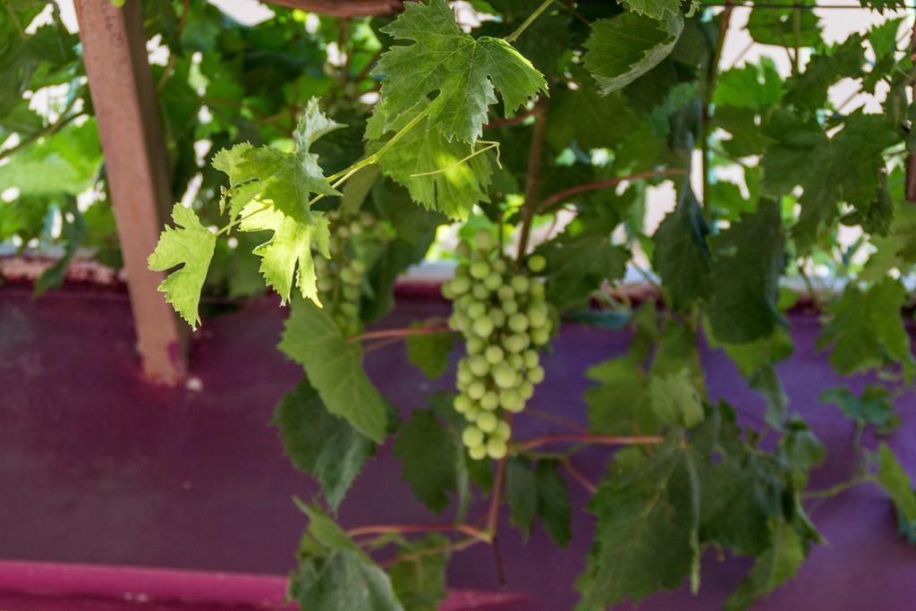 Penzion Ktima Anastasia Nafplio Exteriér fotografie