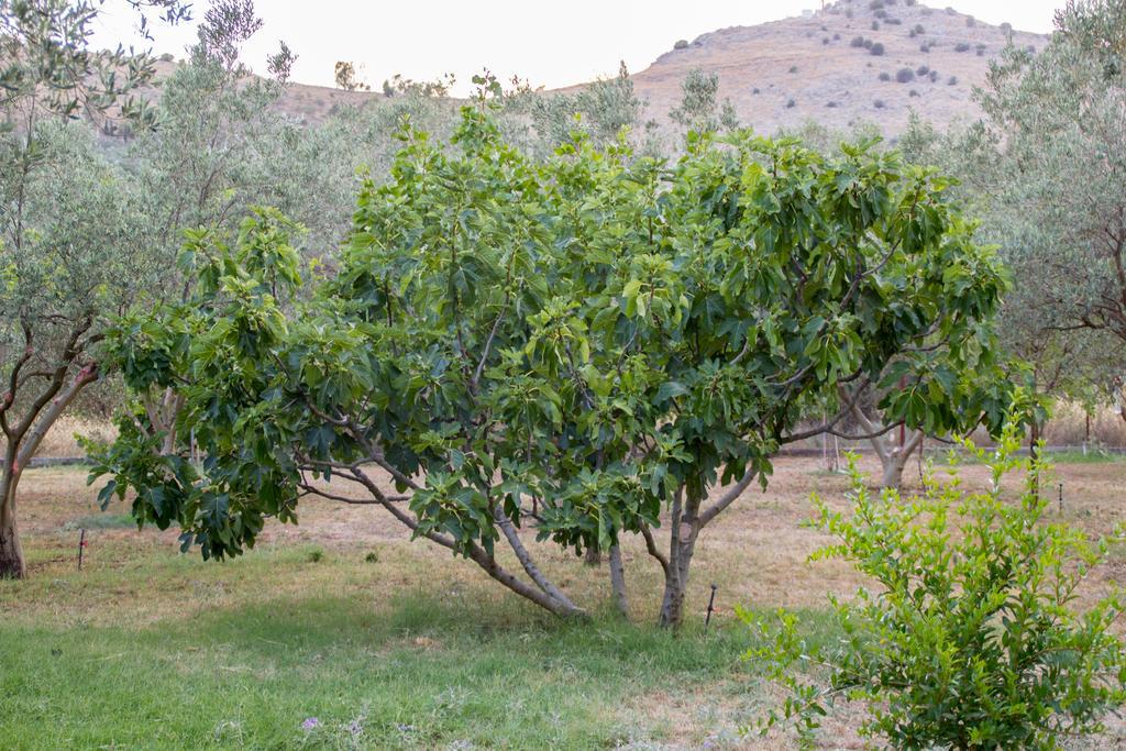 Penzion Ktima Anastasia Nafplio Exteriér fotografie