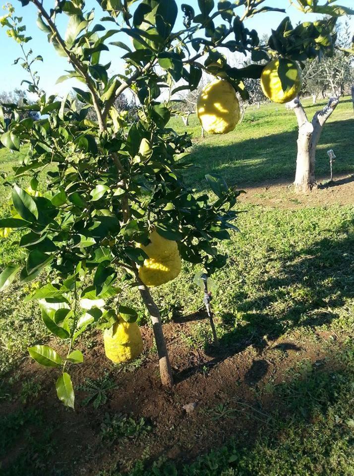 Penzion Ktima Anastasia Nafplio Exteriér fotografie